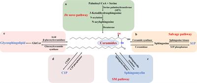 Sphingolipid metabolism in brain insulin resistance and neurological diseases